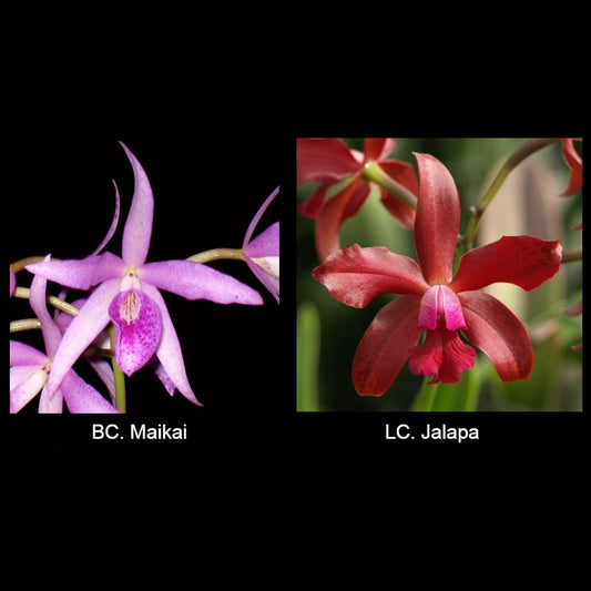 BLC. Booth Lee