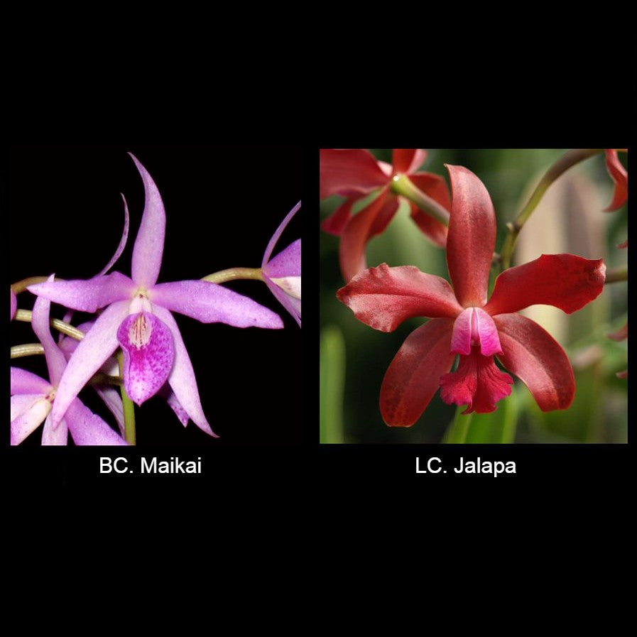 BLC. Booth Lee
