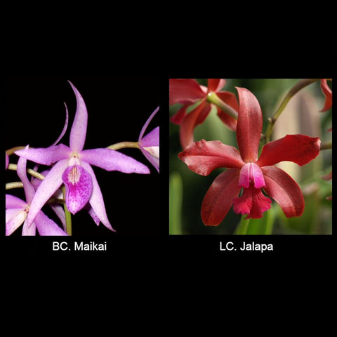 BLC. Booth Lee