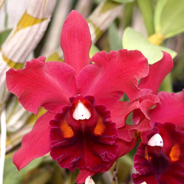 BLC. Fort Watson ‘Blazing'