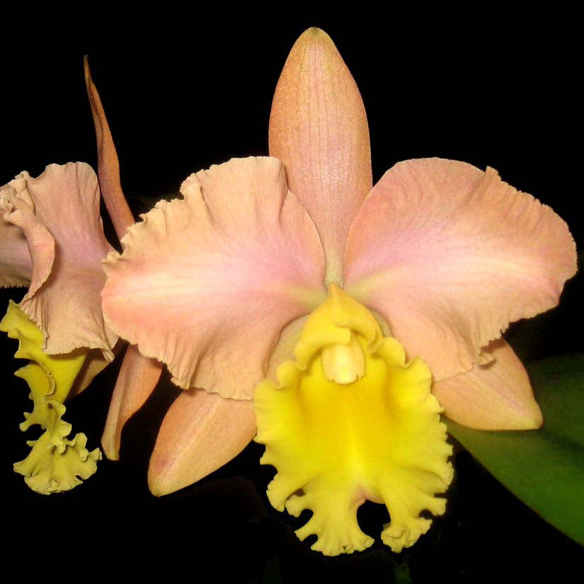 BLC. Glenlee Lauren
