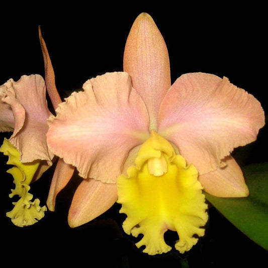 BLC. Glenlee Lauren