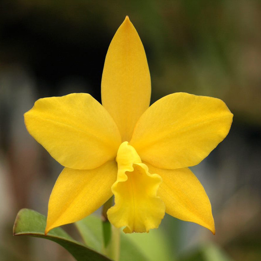 BLC. Hawaiian Discovery 'Fluorescent Orange' HCC/AOS X Love Sound 'Lemon Star' AM/AOS