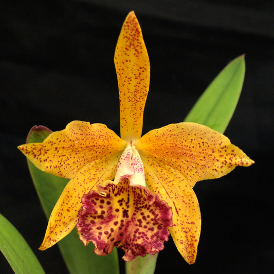 BLC. Hawaiian Leopard 'Mei Ling' AM/AOS