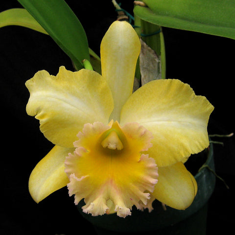 BLC. Malworth 'Orchidglade' FCC/AOS