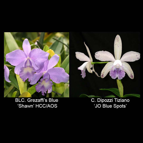 BLC. Matty’s Blue