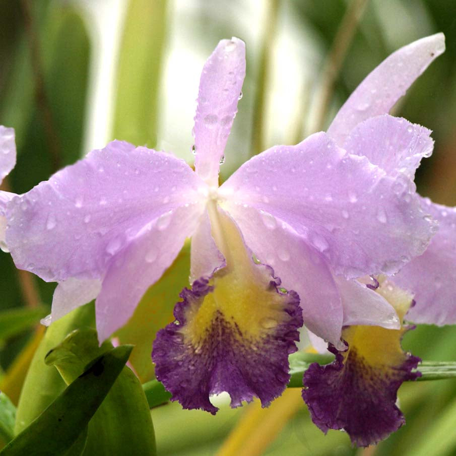 BLC. Maverick Joseph Grezaffi
