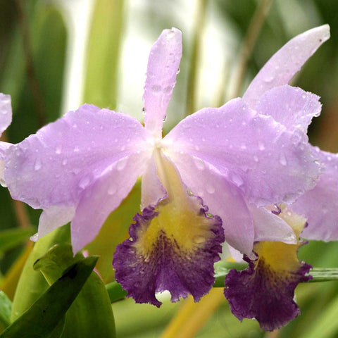 BLC. Maverick Joseph Grezaffi