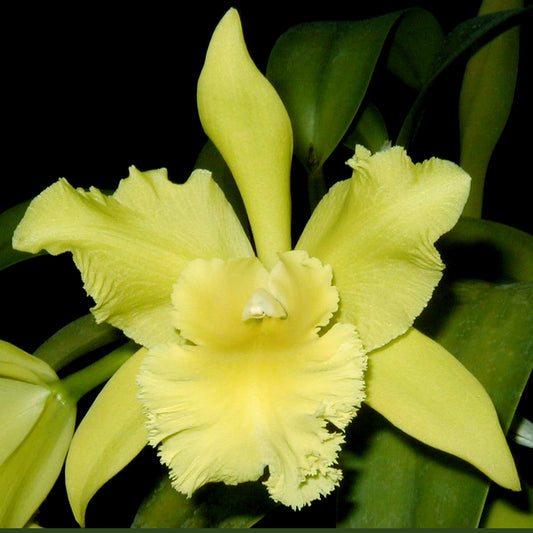 BLC. Prada Green Deluxe 'NN' AM/AOS