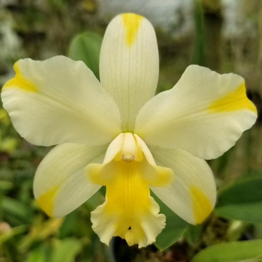 BLC. Solar Flare 'Paradise'