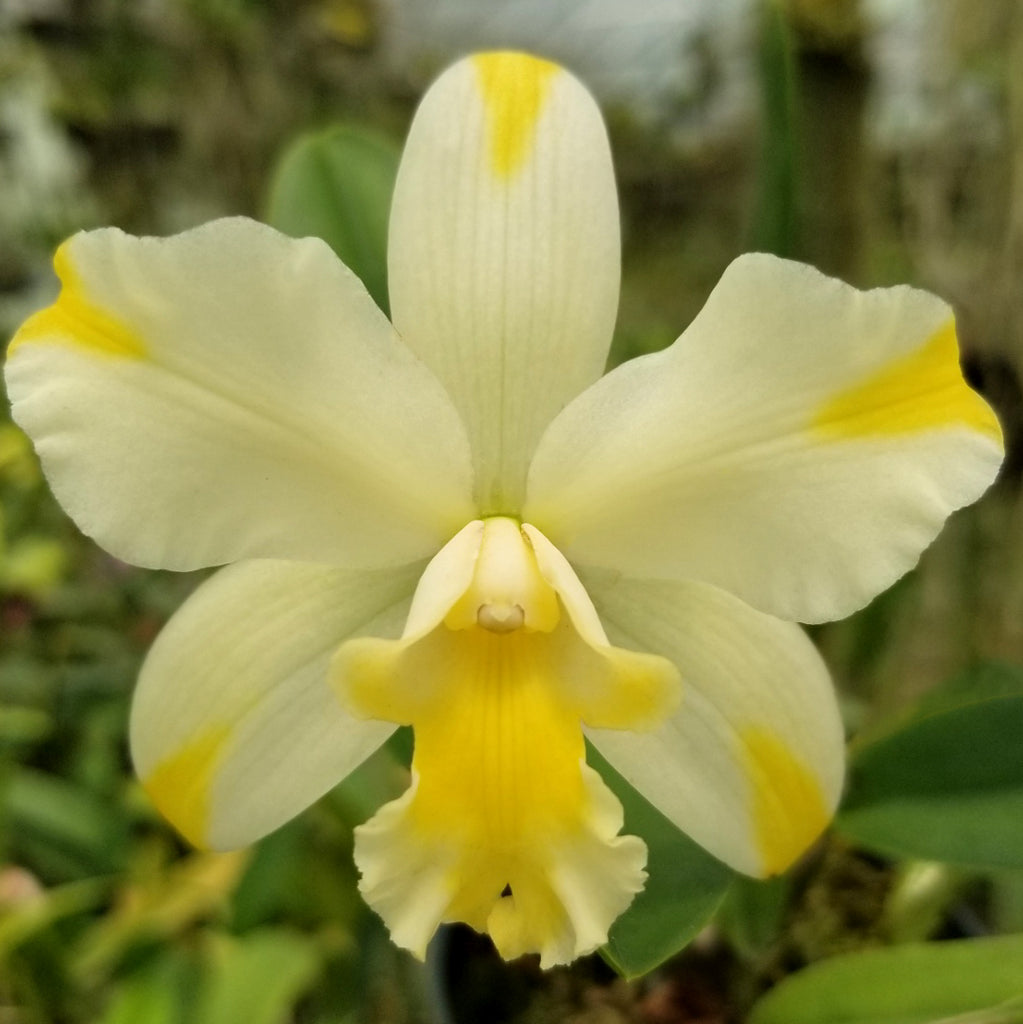BLC. Solar Flare 'Paradise'