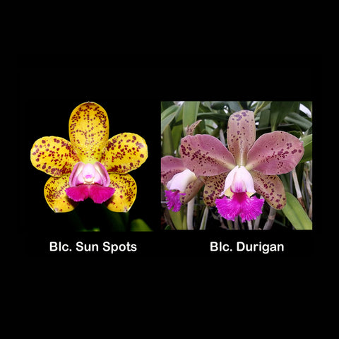 BLC. Sun Spots x Durigan