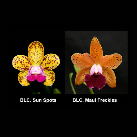BLC. Sun Spots x BLC. Maui Freckles