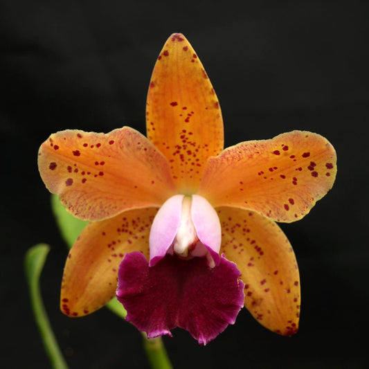BLC. Maui Freckles
