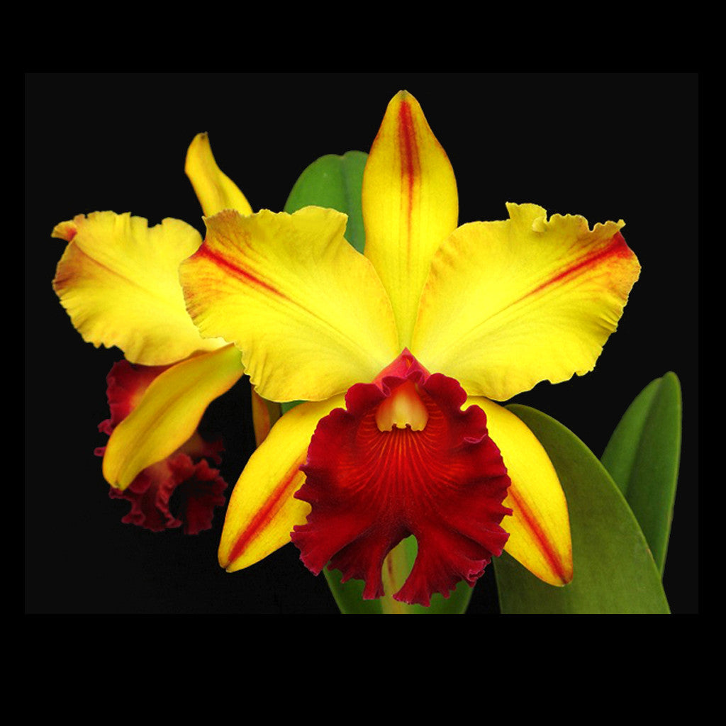 BLC. Toshie Aoki 'Starburst'