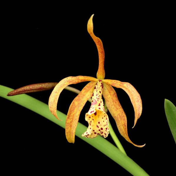 BL. Aurora's Sanguinosa