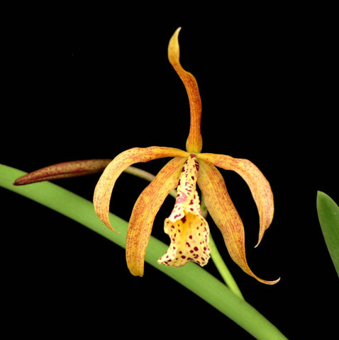 BL. Aurora's Sanguinosa
