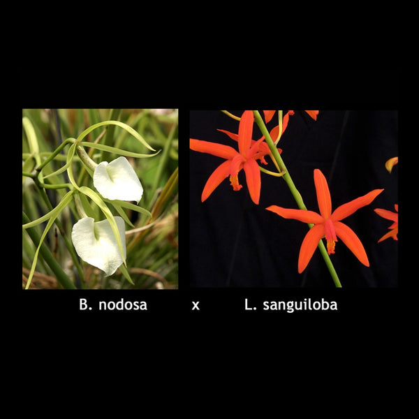 BL. Aurora's Sanguinosa
