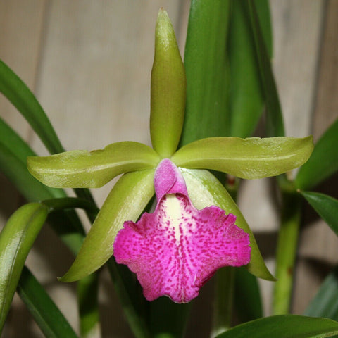 BLC. Mem. Vida Lee 'Limelight' AM/AOS