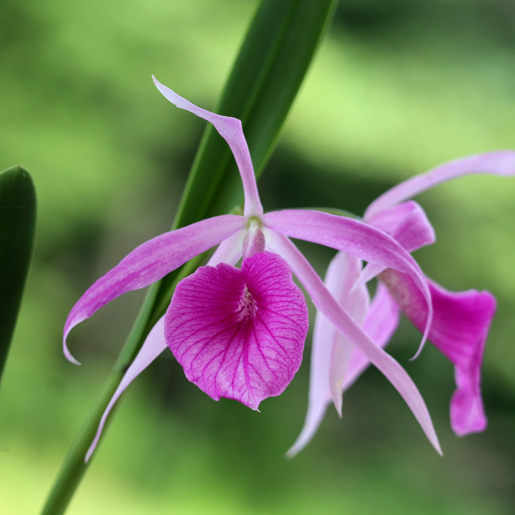 BL. Morning Glory