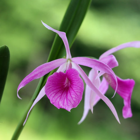 BL. Morning Glory