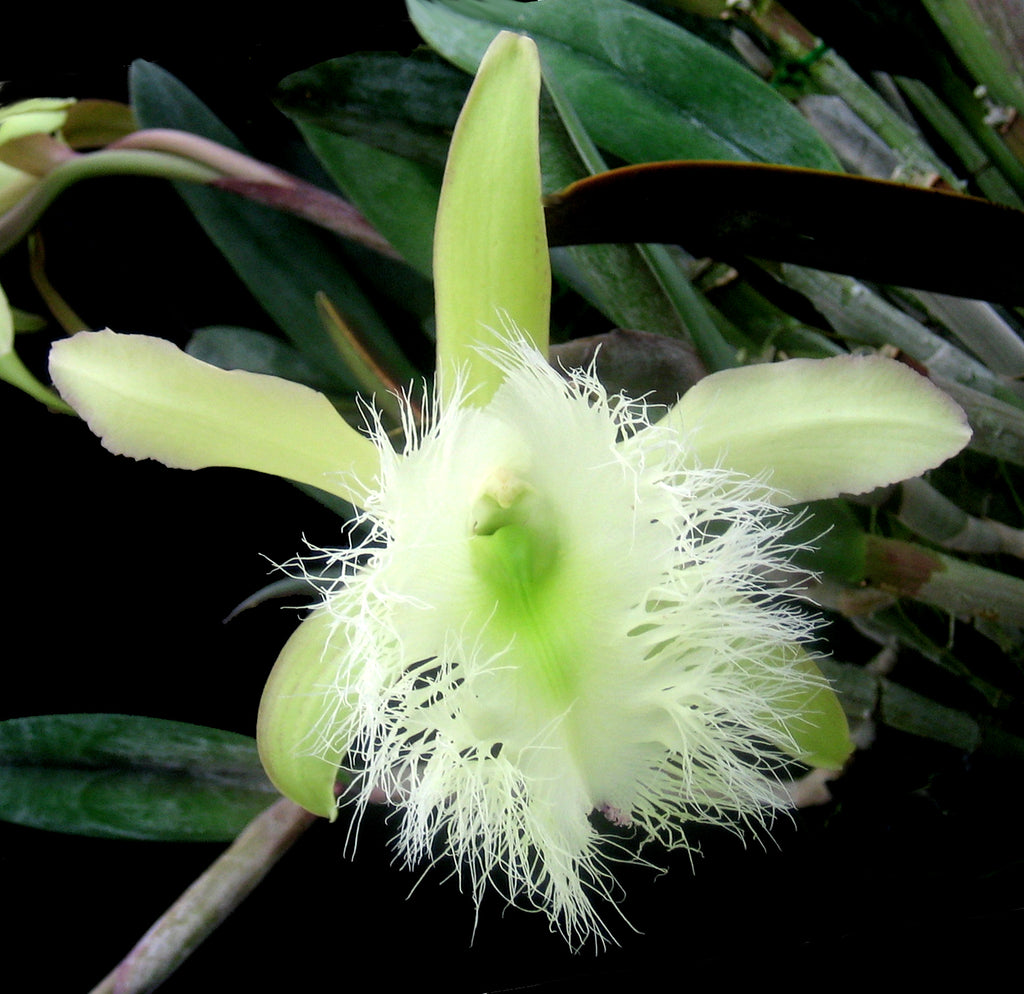 BLC. Lester McDonald