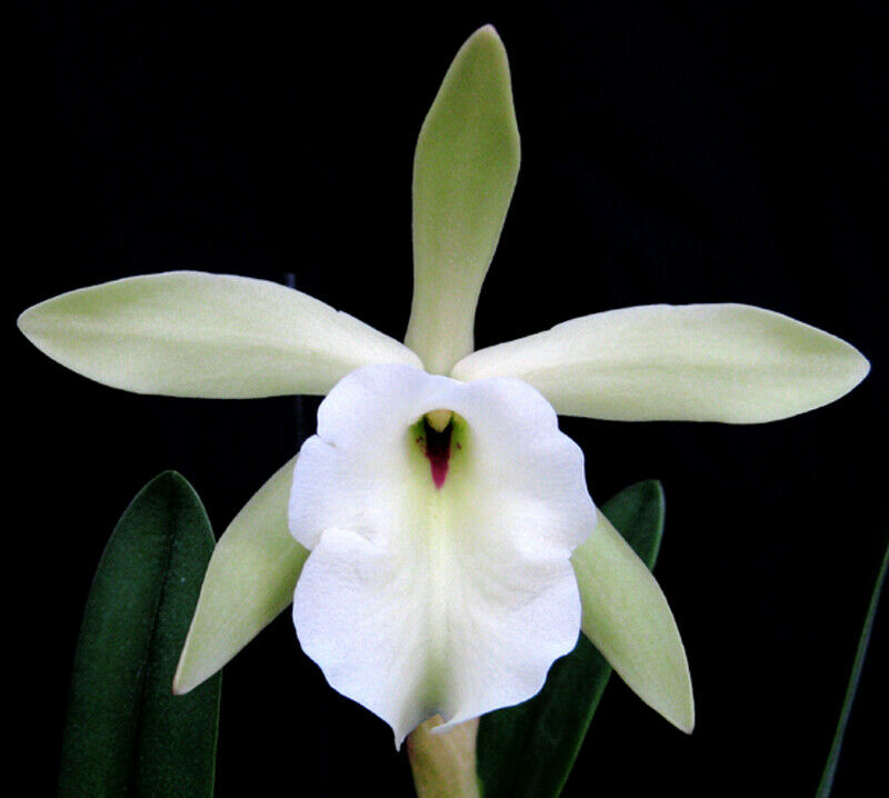 B. glauca