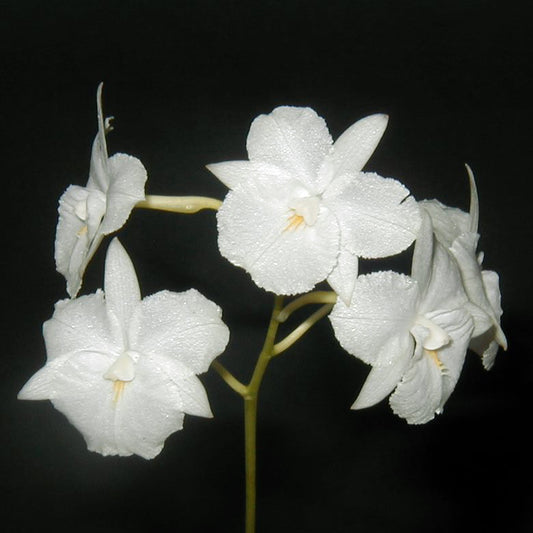 Broughtonia sanguinea var. alba