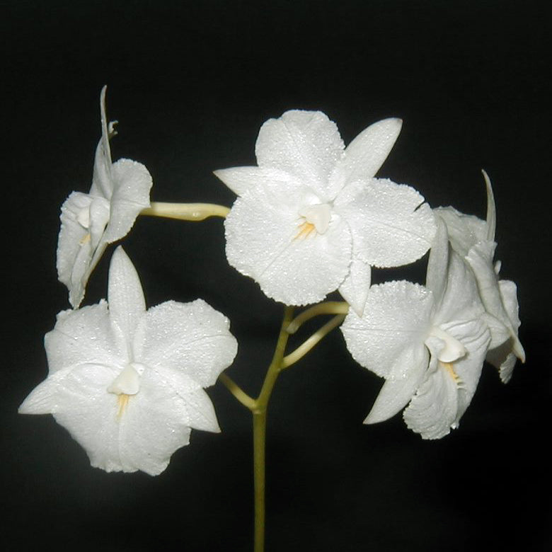 Broughtonia sanguinea var. alba