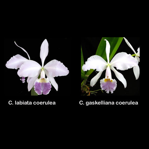 C. Alcimeda (C. labiata coerulea x C. gaskelliana coerulea)