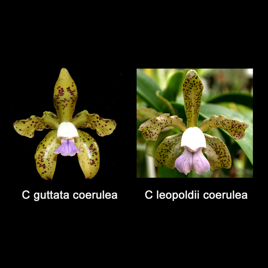 C. Bird Flap (C. guttata var. coerulea x leopoldii var. coerulea)