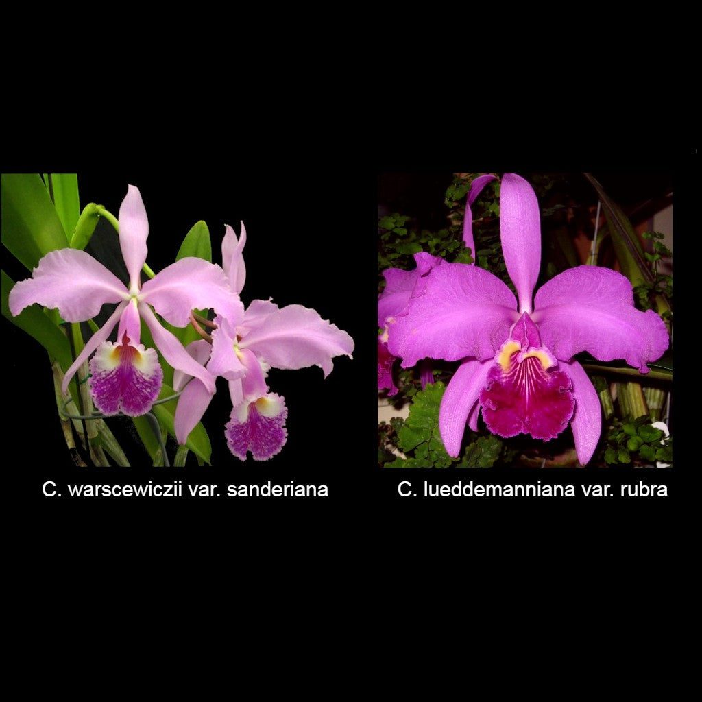 C. Carmen (C. warscewiczii x lueddemanniana)