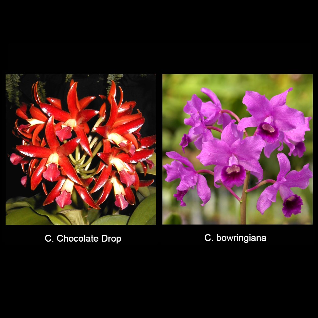 C. Chongkolnee