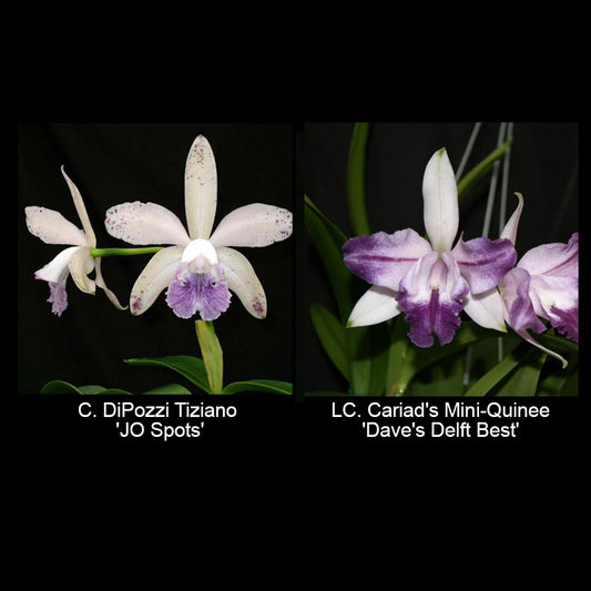 Cattleya Cariad's Mini-Quinee 'Dave's Delft Best' x C. DiPozzi Tiziano 'JO Spots'