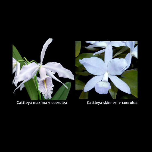 C. Eclipse (maxima var.  coerulea x skinneri var. coerulea)