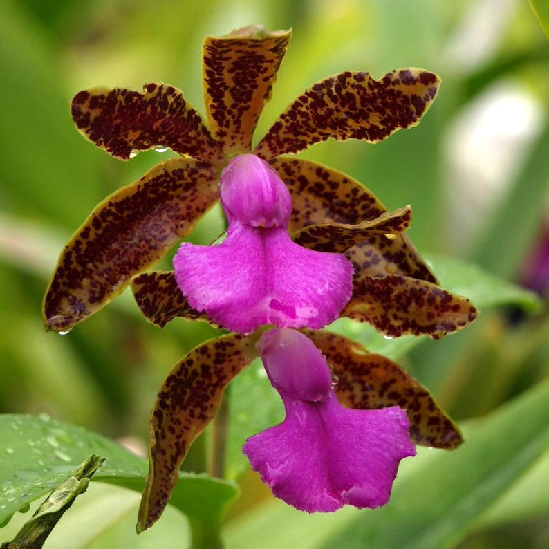 C. Fascelis