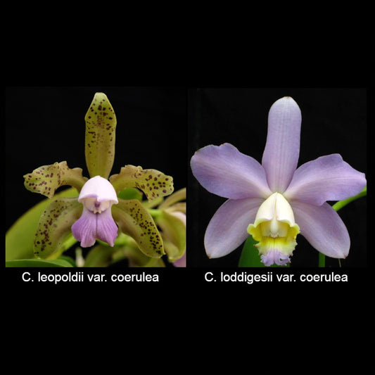 C. Gaudii (C. leopoldii var. coerulea x loddigesii var. coerulea)