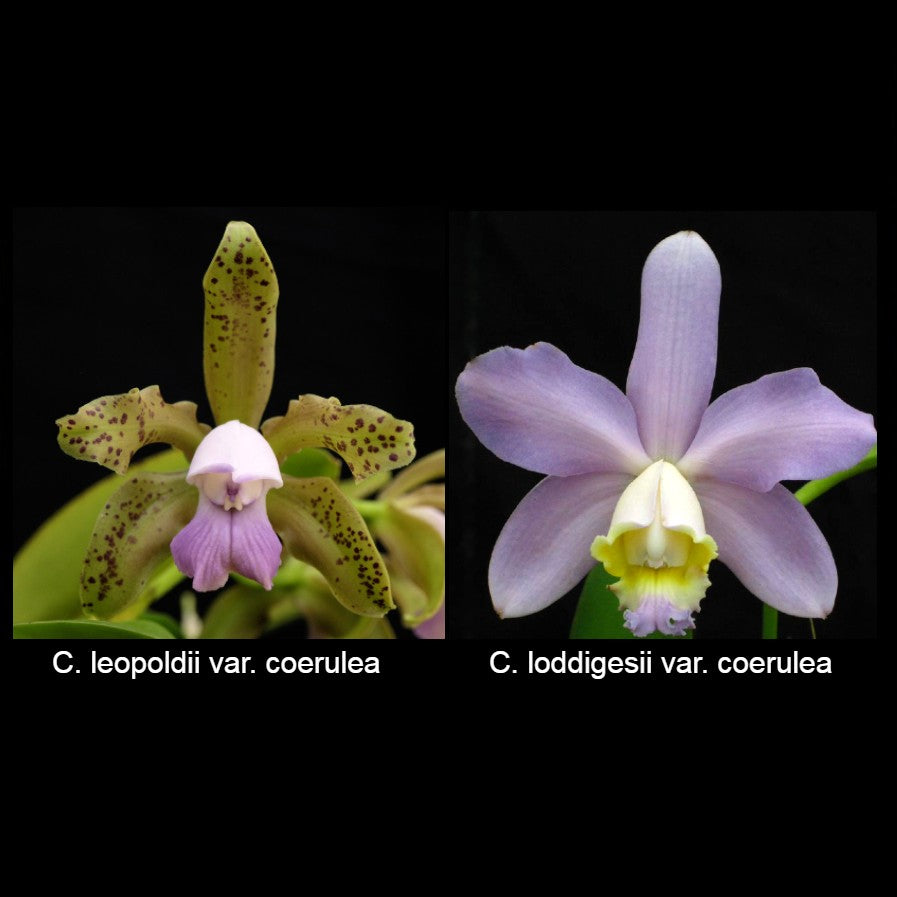 C. Gaudii (C. leopoldii var. coerulea x loddigesii var. coerulea)