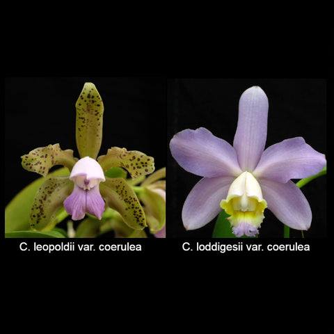 C. Gaudii (C. leopoldii var. coerulea x loddigesii var. coerulea)