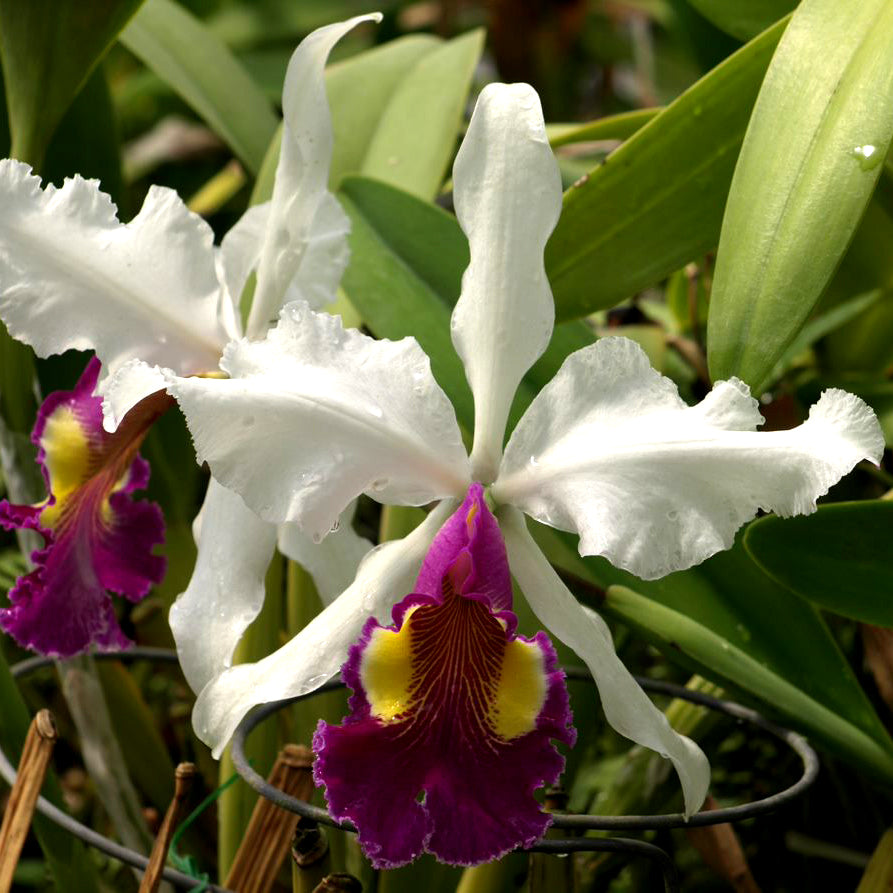 C. Hardyana