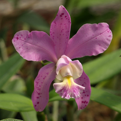 Cattleya Jewell's Dottie Diamond