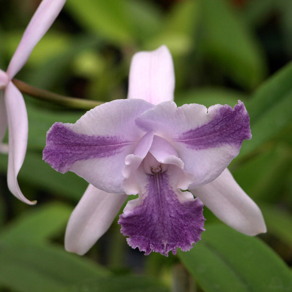 Cattleya Jewell’s Heavenly Mist (C. Jewell's Heavenly Mist)