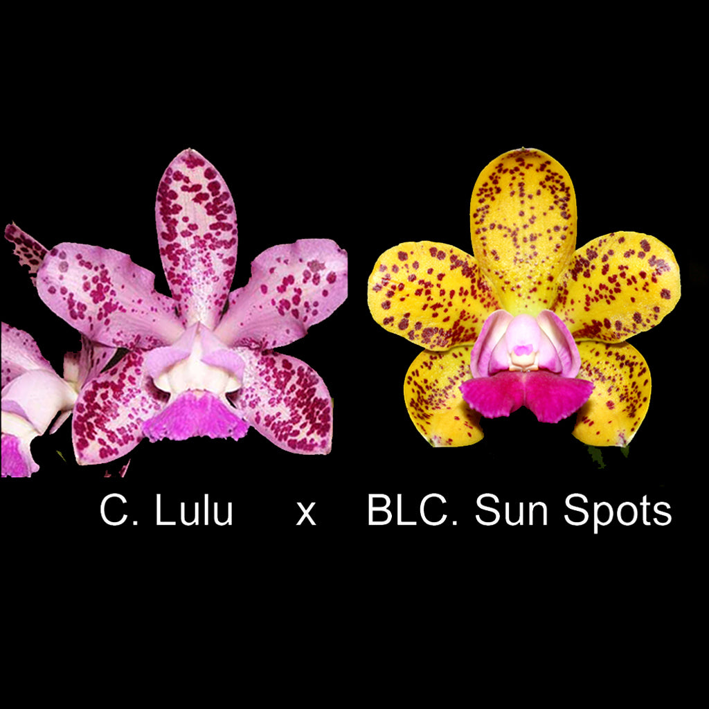 C. Lulu (4N) x BLC. Sun Spots