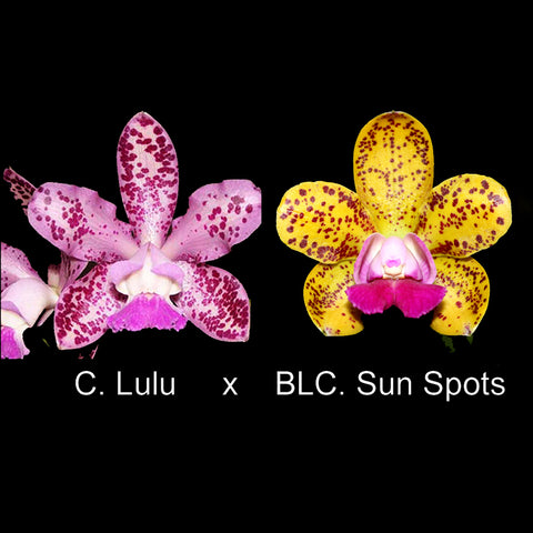 C. Lulu (4N) x BLC. Sun Spots