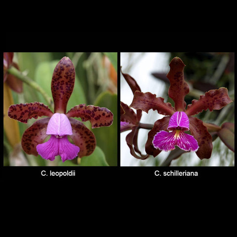 C. Mareeba Tiger