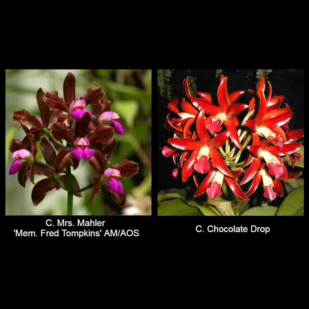 C. Mrs. Mahler 'Memoria Fred Tompkins' AM/AOS x C. Chocolate Drop 'SVO' AM/AOS