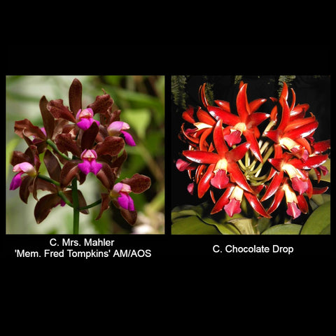 C. Mrs. Mahler 'Memoria Fred Tompkins' AM/AOS x C. Chocolate Drop 'SVO' AM/AOS