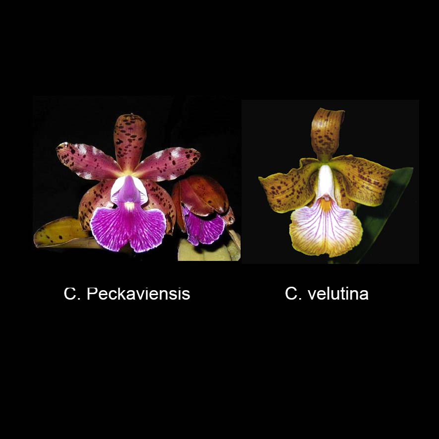 C. Peckaviensis 'Red Spade' HCC/AOS x C. velutina