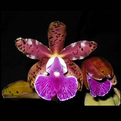 C. Peckaviensis