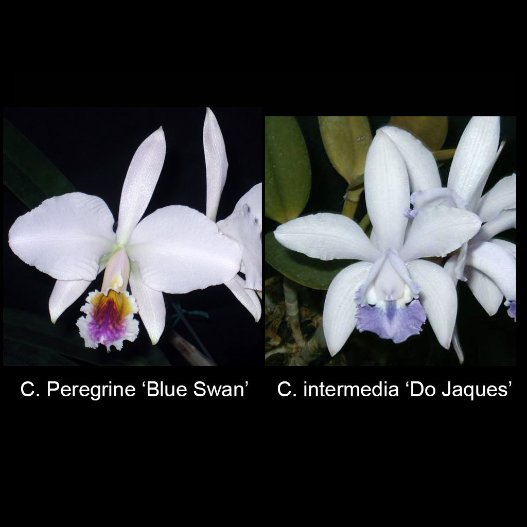 C. Peregrine 'Blue Swan' x intermedia var. coerulea 'Do Jaques'